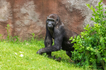 Gorilla - Portrait of an adult female in the wild.