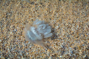 Jellyfish.