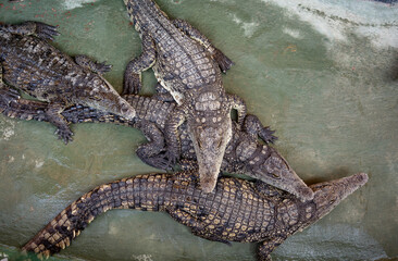 Crocodile farm.