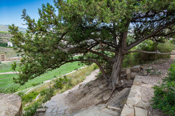 Fototapeta premium Old tree on the mountain.