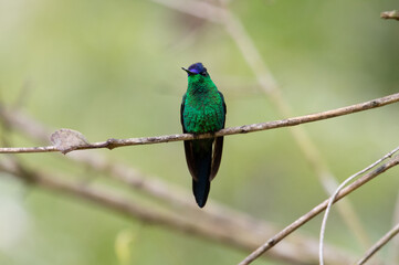 Green Hummingbird