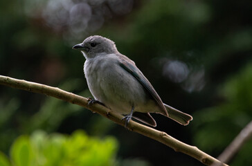 Grey bird