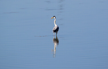 Heron