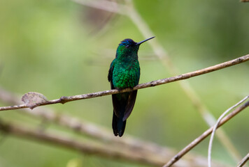 Hummingbird perched