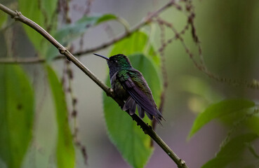 Hummingbird resting