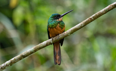 Rufous-tailed Jacamar