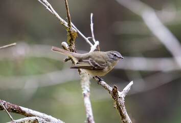 Fototapeta premium Small bird on tree trunks