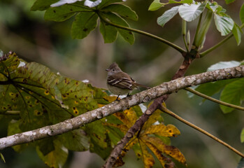 Small bird perched