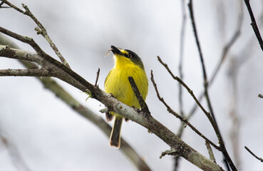 Small yellow bird