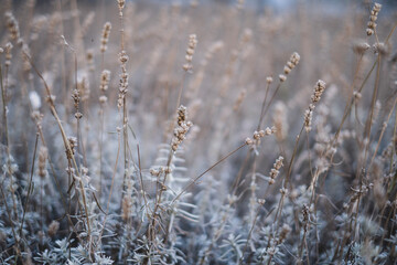 reeds in spring