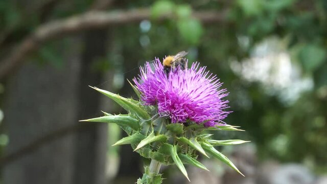 The flowering Milk thistle (Latin name: Silybum marianum) in a close-up with a bee insect that collects nectar from a blossom of this medicinal plant. A bright scene with the blossoming herb in summer
