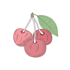 Three Red Colour Cherries Hand Drawn White Background