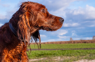 Irish setter in a field with a wet head.