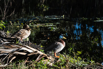 Male and female wild Mallard ducks sunning themselves at tropical pond  late afternoon west coast of Florida © Susan Karsnick
