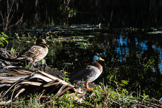Male and female wild Mallard ducks sunning themselves at tropical pond; late afternoon west coast of Florida
