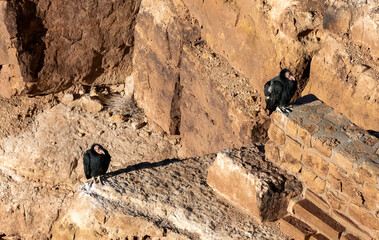 California Condors On A Ledge Overlooking Colorado River