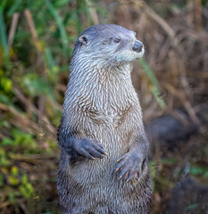 Close up of River Otter standing up looking to side
