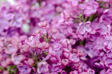 Lilacs in close-up. Purple flowers. Water droplets on the flower.