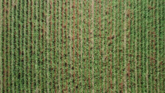 Cane field in Brazil, drone calmly flying over a new cane field in a small town in Brazil. 4k, scene with drone.