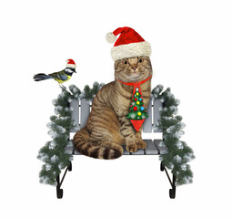 A beige cats in holiday tie is sitting on a bench for Christmas.