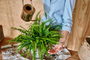 Closeup hands of Woman watering a fern, a houseplant. Concept of home garden. Flower and garden...