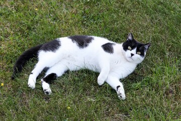 Cat lying in the grass