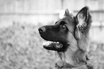 Portrait of a young German shepherd dog, on a wooden background.