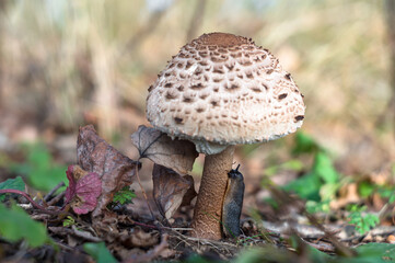 A slug eats a mushroom. Gastropoda on the stalk of the mushroom.