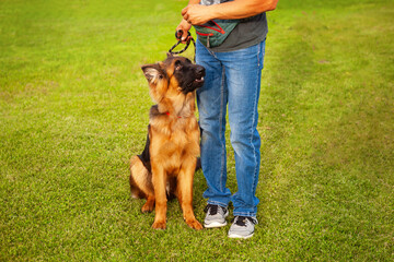 A young German shepherd dog with the owner.