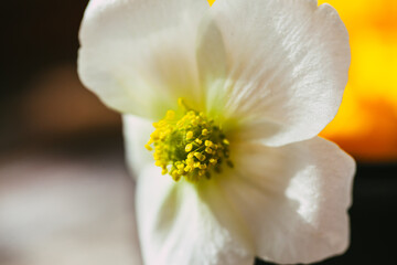 Obraz na płótnie Canvas close up of a white flower