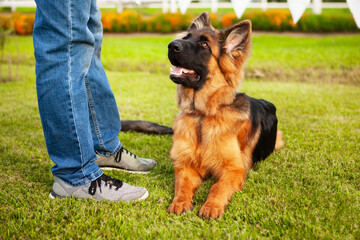A young German shepherd dog with the owner.