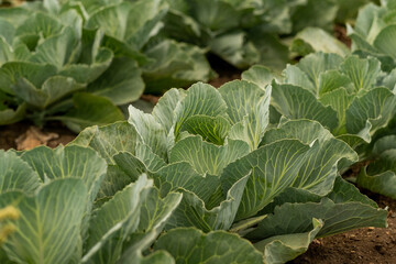 Close-up of fresh cabbage heads in rows growing in garden, ripe harvest concept