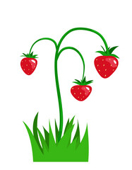 Ripe wild strawberries