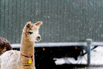 Portrait of an Alpaca at winder with snow falling