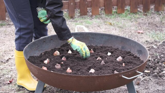 woman plants tulip bulbs in a brazier full of soil
