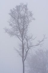 Large tree behind thick fog in winter