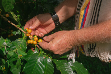 Older man's hands collecting Caturra coffee in Colombia. Coffee grains. Sunny day. Colombian...