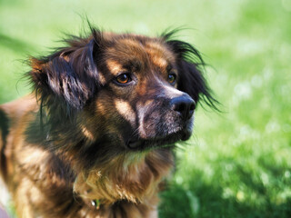 A dog lying on the grass and looking into the distance