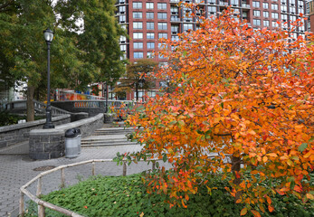 Brilliant orange tree in Manhattan