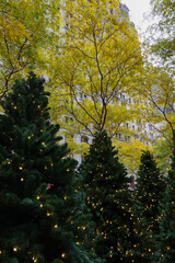 Naklejka premium Christmas trees under yellow trees in New York City