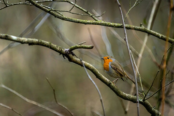 european robin sitting on a branch in the forest