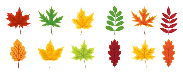 Autumn leaf. Set of autumn leaves of maple, oak, beech, birch and chestnut. Yellow, orange, red, green, brown color of leaves. Foliage from tree isolated on white background. Icon of forest. Vector