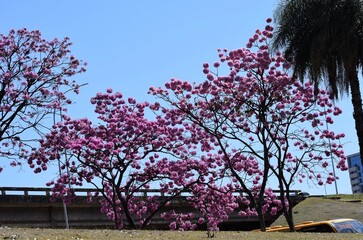 ipê-roxo em Brasília