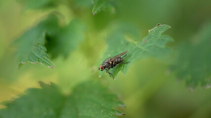 Close up of a fly, sunning itself in the early morning