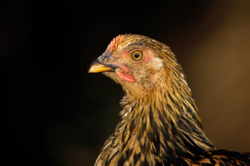 Chicken portrait