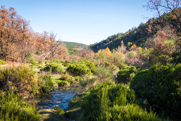 hayedo tejera negra, parque natural, guadalajara , cantalojas, otoñal, paisaje, naturaleza, montaña, caer, árbol, bosque, cielo, amarilla, cerro, variopinto, anaranjada, verde, impresiones, panorama, 