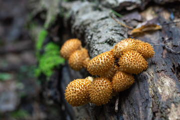 mushrooms on a tree trunk