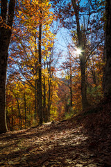 hayedo tejera negra, parque natural, guadalajara , cantalojas, otoñal, paisaje, naturaleza, montaña, caer, árbol, bosque, cielo, amarilla, cerro, variopinto, anaranjada, verde, impresiones, panorama, 