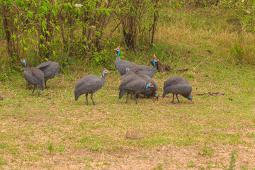 Helmeted guineafowl (Numida meleagris) on green meadow in Serengeti national park, Tanzania
