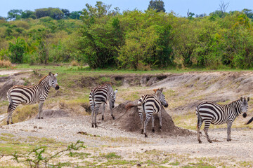 Obraz premium Herd of zebras in savanna in Serengeti national park in Tanzania. Wildlife of Africa